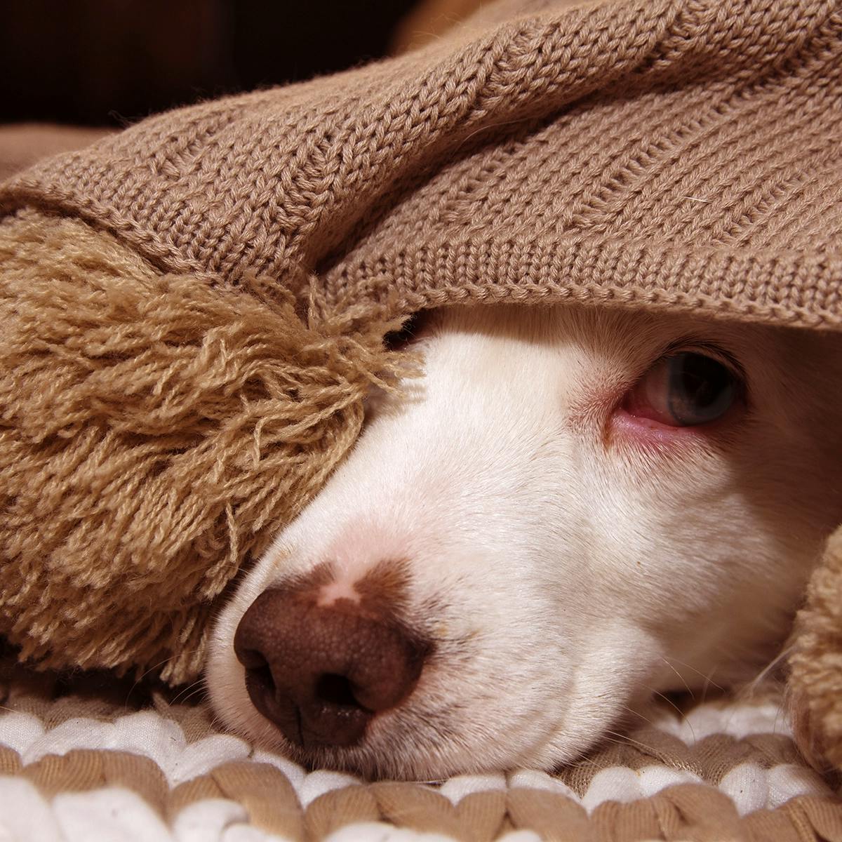 Dog hiding under a blanket with just his nose showing, illustrating a way of dealing with holiday stress.