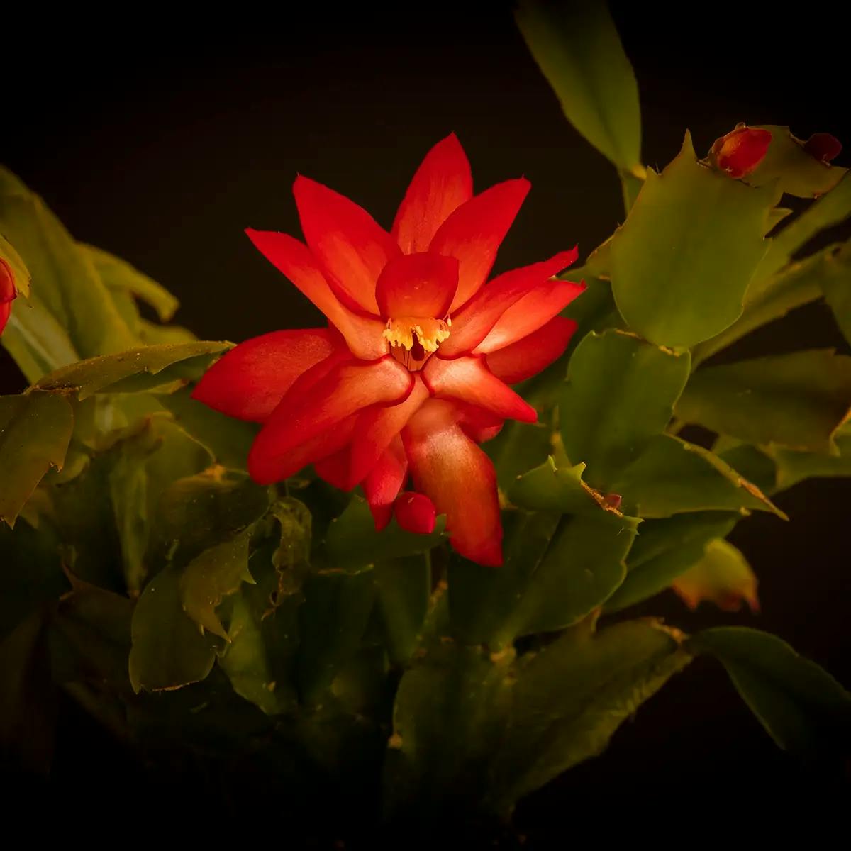 Blooming red Christmas Cactus in the dark.