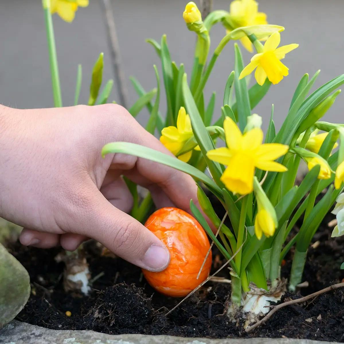 A hand hiding an Easter egg in a planter of Daffodils.