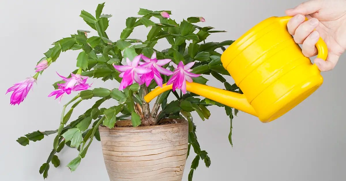 A pink Christmas Cactus being watered with a yellow watering can held by a hand.