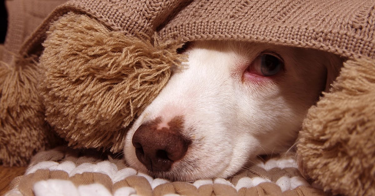 Dog hiding under blanket, as an example of holiday stress