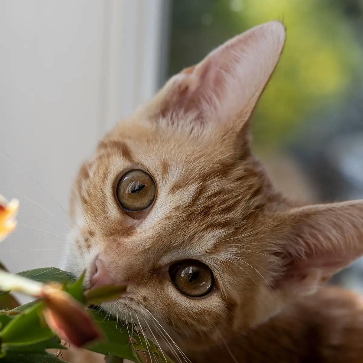 Cat sniffing a yellow Christmas Cactus and looking into the camera.