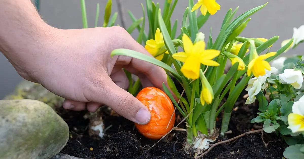 A hand hiding an Easter egg in a planter of Daffodils.