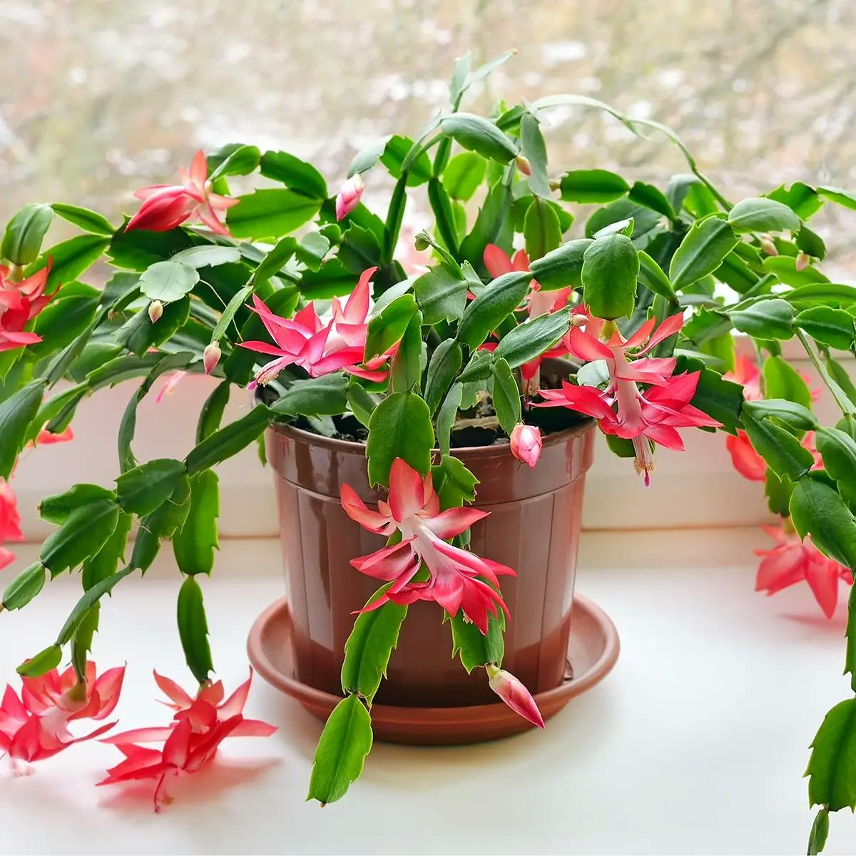 A mature Christmas cactus with red blooms in a clay-colored pot on a white surface in front of a window.
