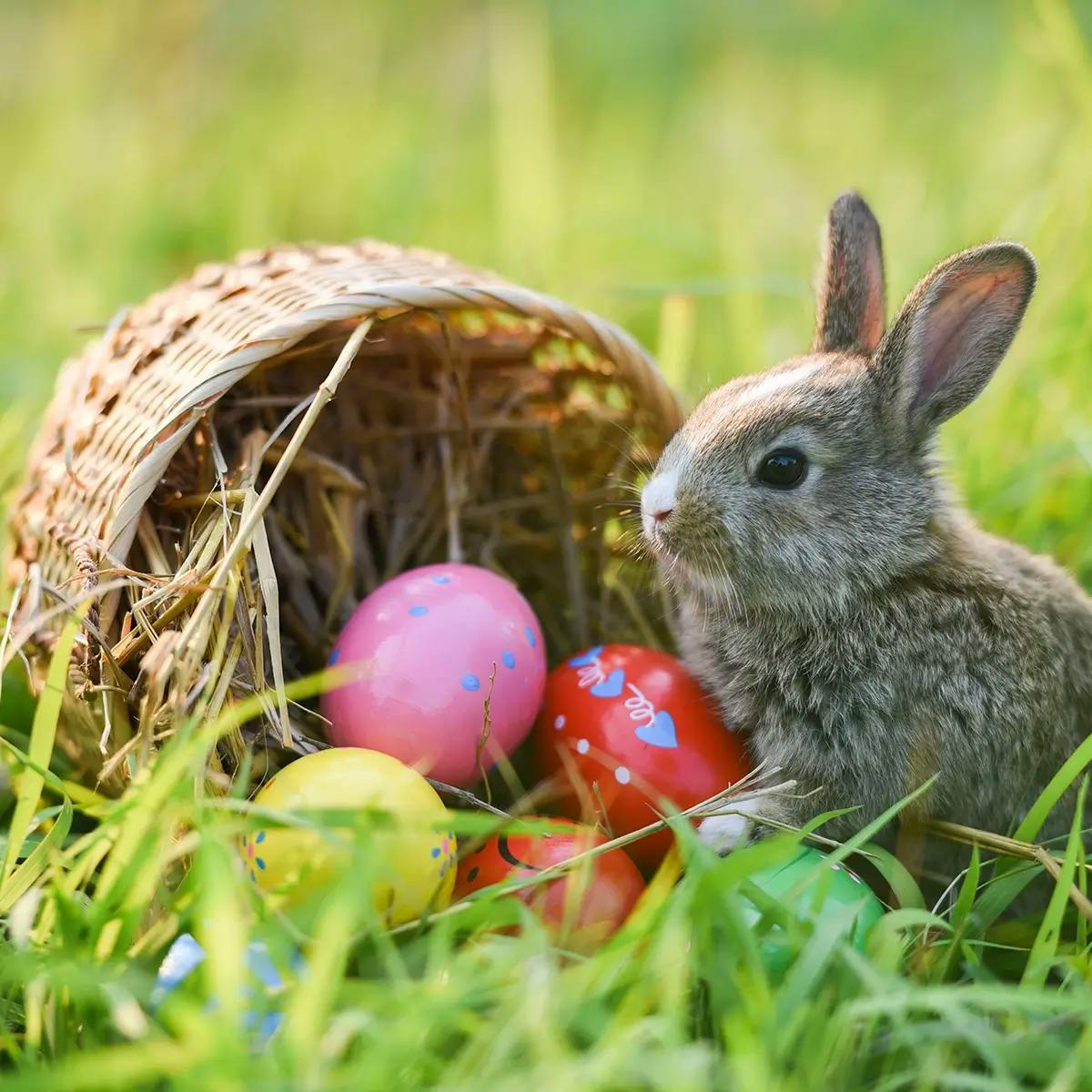Easter bunny next to basket of easter eggs.