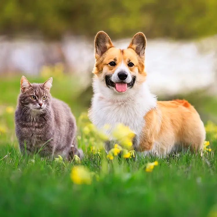 Pets and corgi dog in meadow