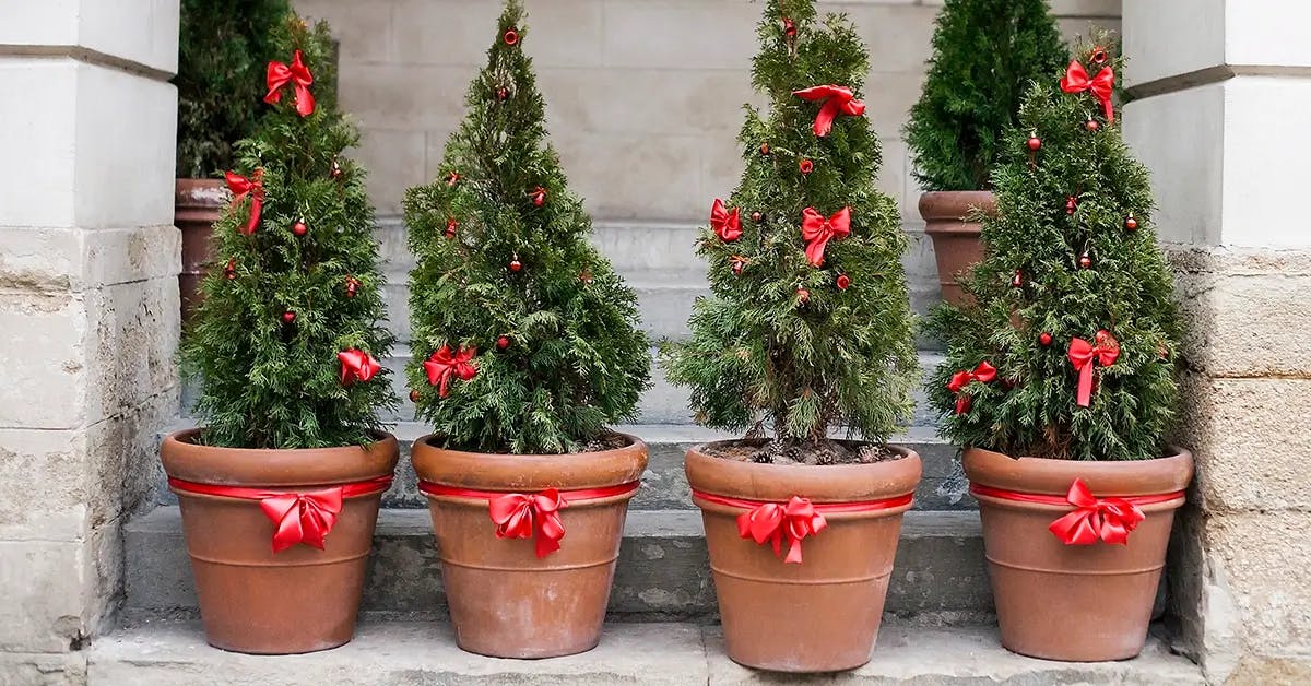 Four Christmas trees in pots, outside in a line.