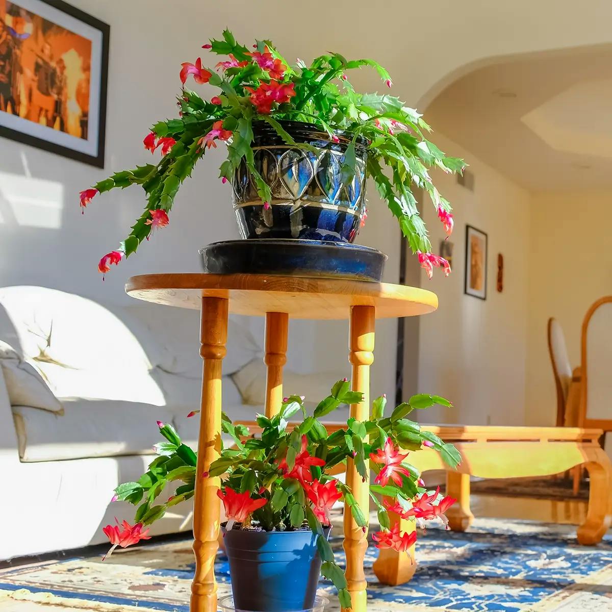 Two red Christmas cacti in decorative Mexican pots, on shelves in the living room in indirect sunlight