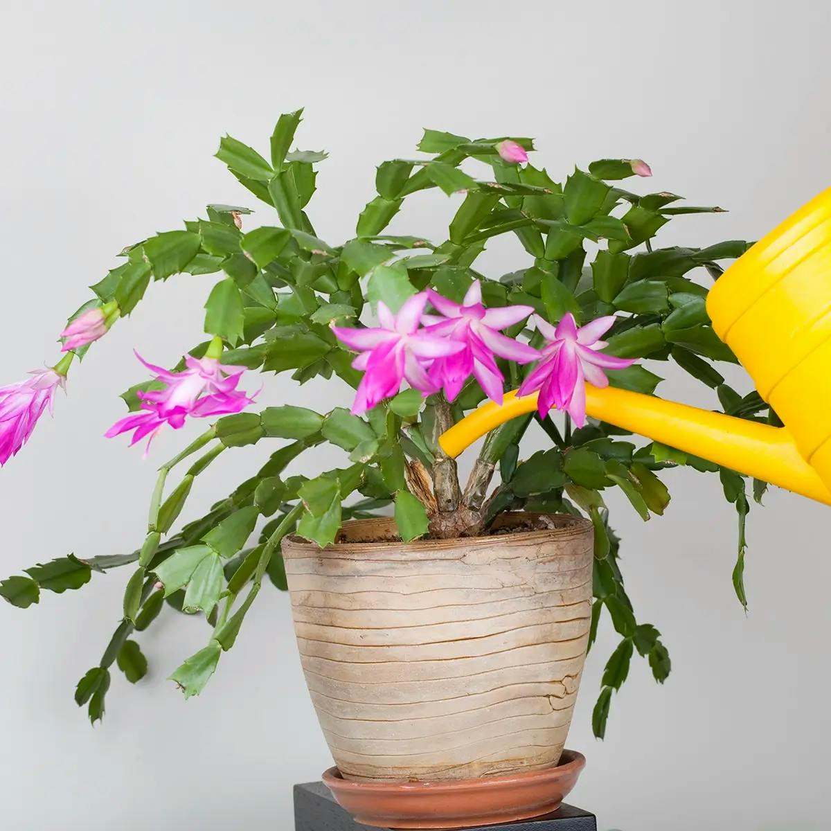 A pink Christmas Cactus being watered with a yellow watering can held by a hand.